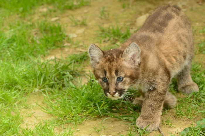A baby cougar cub with blue eyes walks on grass