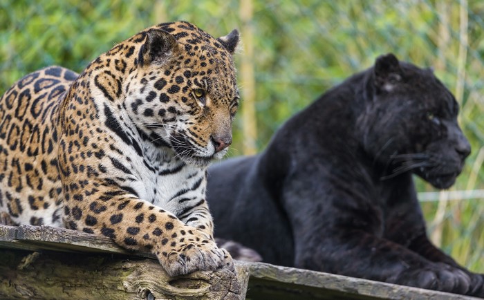 Jaguar and Black Panther resting on wooden platform