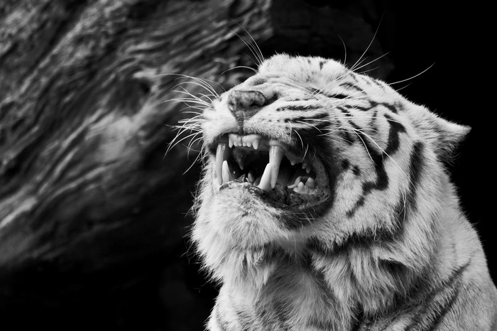 White Tiger Roaring with Mouth Open
