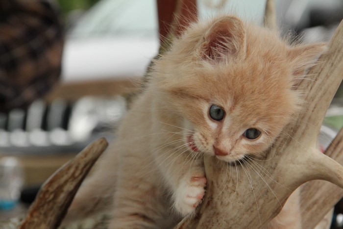 Orange kitten biting on antlers