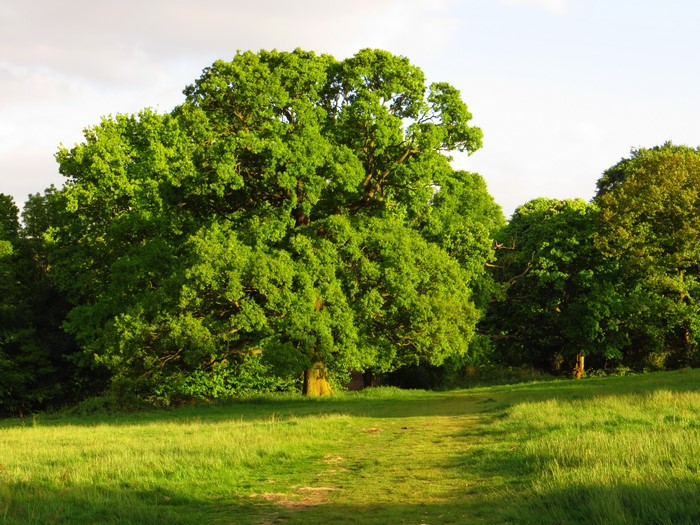 Green trees in a sunny meadow