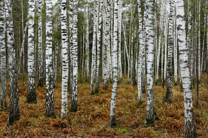 Birch forest in Russia