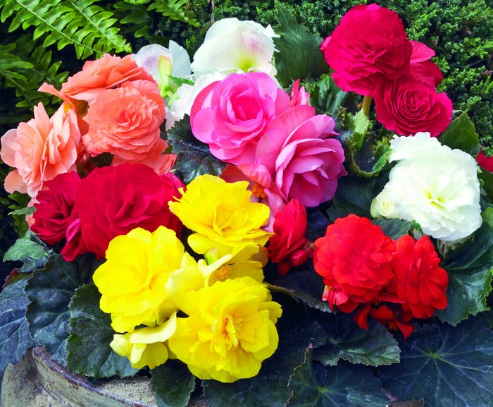 Assorted Begonia flowers in various colors
