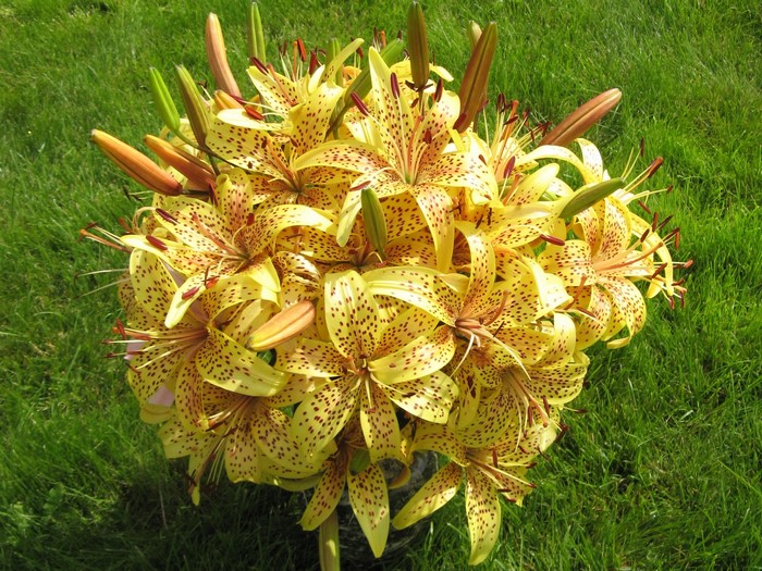 Bouquet of yellow lilies with dark spots
