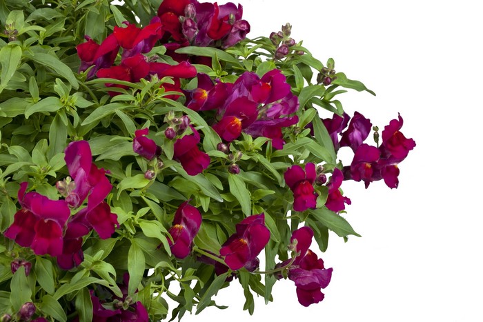 Deep Pink Snapdragon Flowers