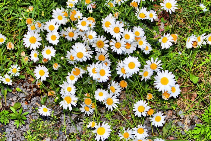 Field of white daisies with yellow centers