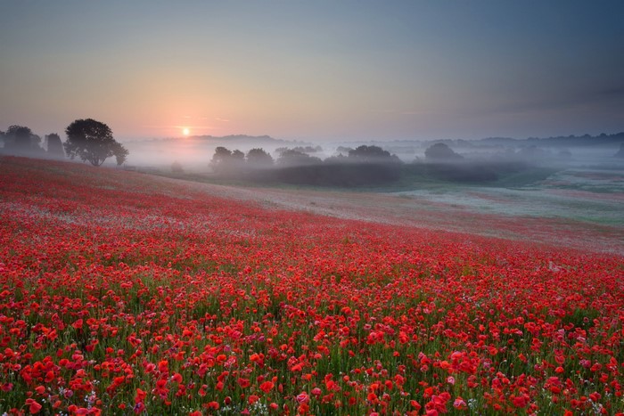Field of Poppies at Sunrise with Fog