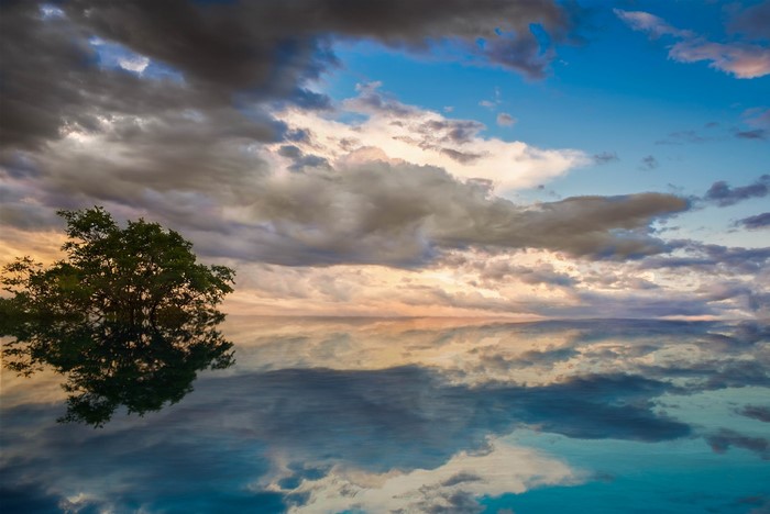 Tree reflected in a lake under a cloudy sky