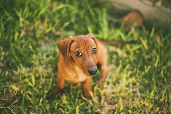 Dachshund dog sitting on grass