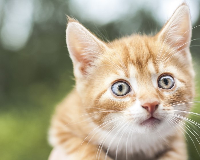 Close-up of an orange tabby kitten's face