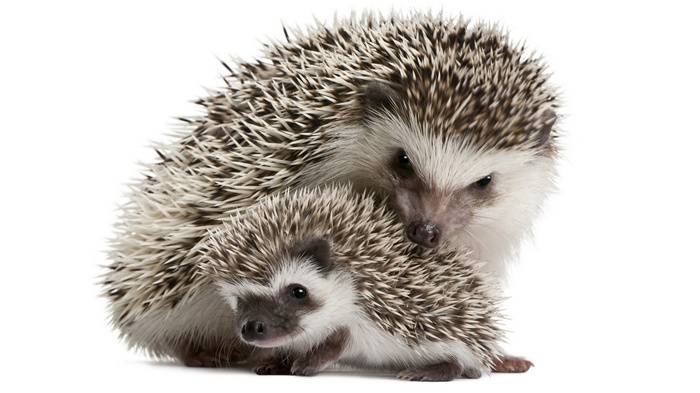 Two hedgehogs, one adult and one baby