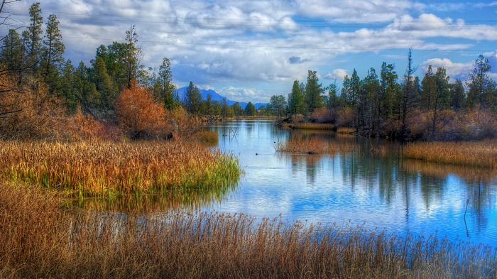 Autumn lake with reeds and trees