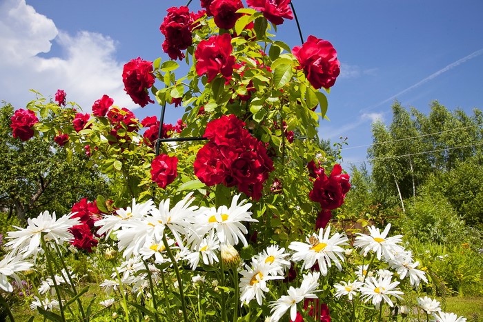 Red roses and white daisies in a garden