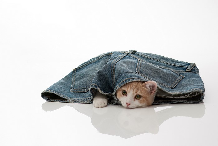 Kitten peeking out from under jeans