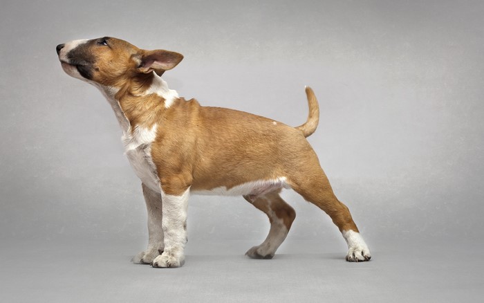 A tan and white Bull Terrier puppy stands looking up