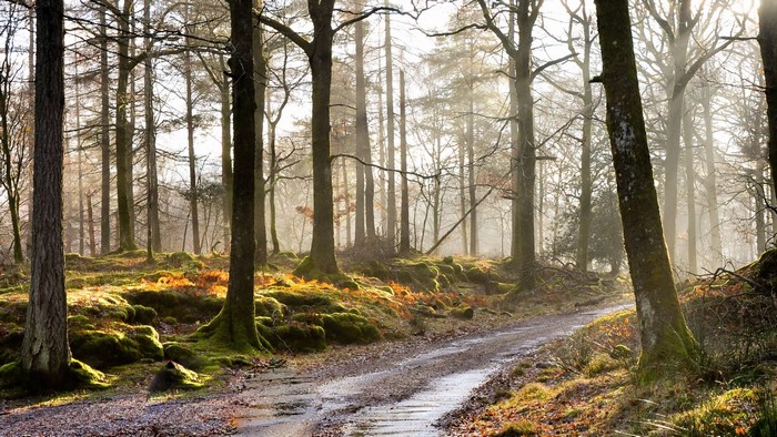 Forest road with sunbeams filtering through trees