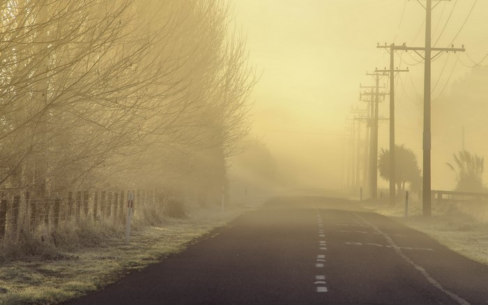 Road through fog with trees and power lines