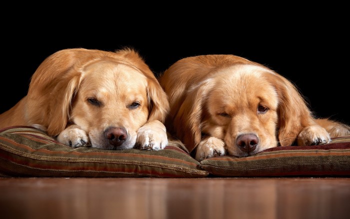 Two Golden Retrievers resting on a pillow