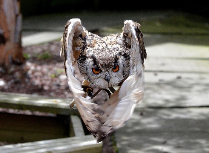 Eurasian Eagle-Owl with wings spread