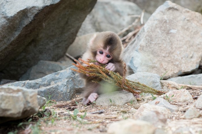 Baby monkey holding a branch among rocks