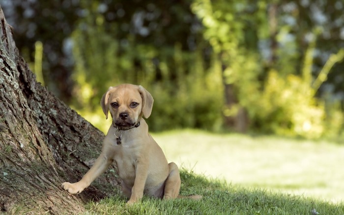 A pug puppy sits by a tree