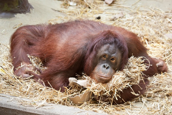 Orangutan lying in straw