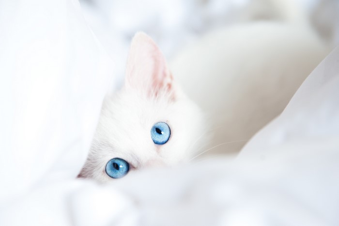 White kitten with bright blue eyes peeking from white fabric