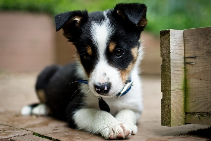 Tricolor Border Collie puppy lying down