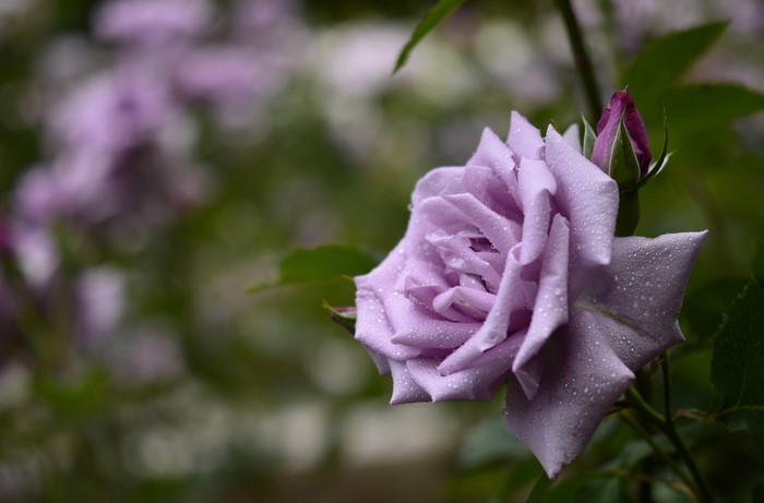 Purple rose with water droplets and bud