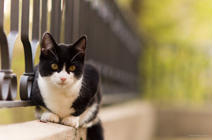 Black and white cat on a fence