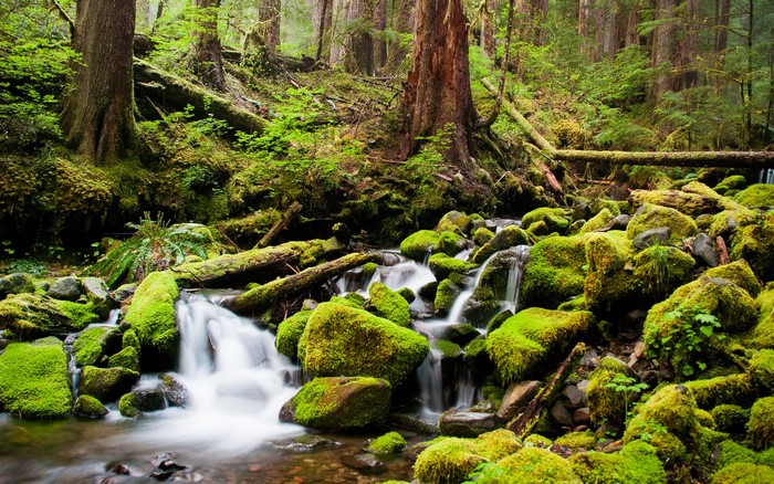 Mossy rocks and stream in a dense forest
