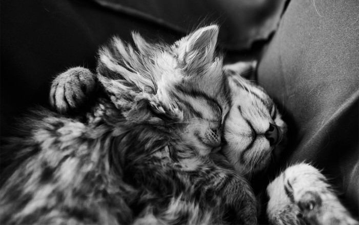 Fluffy kitten sleeping and hugging