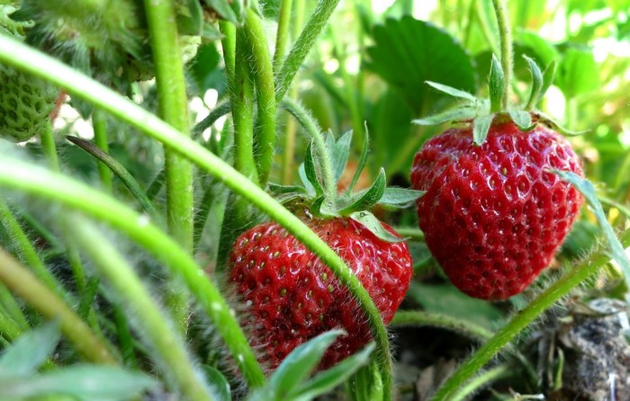 Two ripe strawberries on a plant