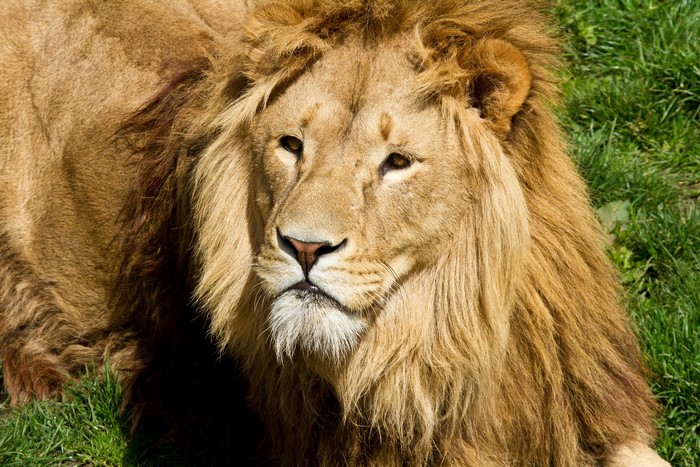 Lion with a mane lying on grass