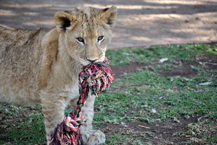 Lion cub playing with a rope toy