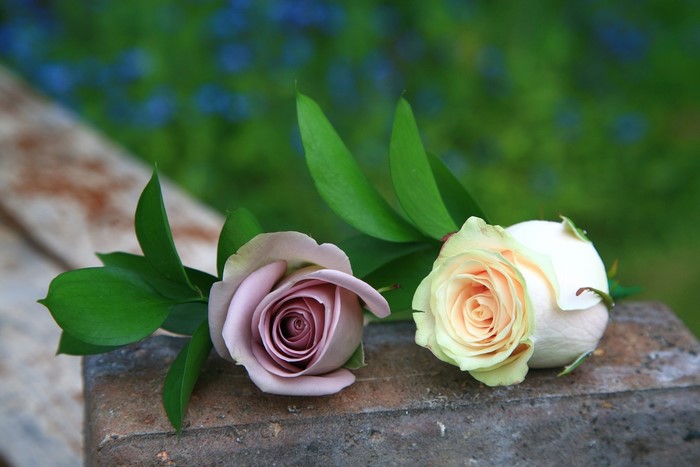 Two roses on a stone surface