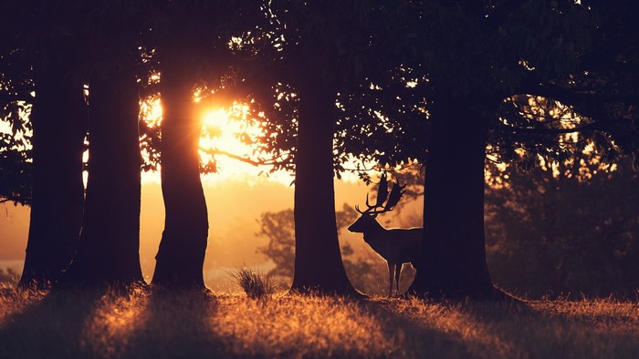 Deer in forest during sunrise