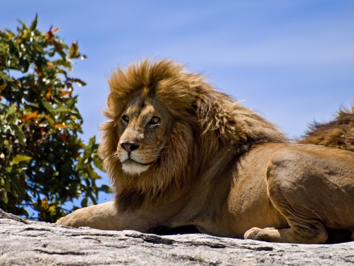 Lion resting on rocks with tree and blue sky