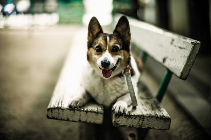 A Welsh Corgi rests on a wooden bench