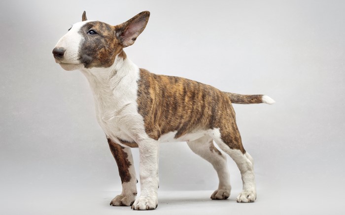 Brindle and white Bull Terrier dog standing