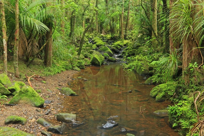 Mossy rocks and stream in a New Zealand forest
