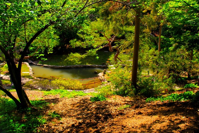 Japanese Garden with Pond and Trees