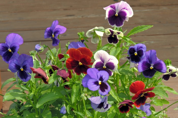 4K Pansies