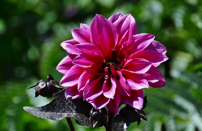 Pink Dahlia flower with dark buds