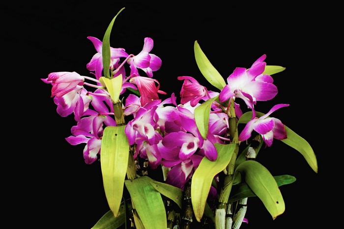Pink and white orchids on a black background