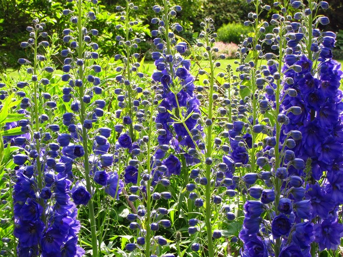 Tall blue delphinium flowers in a garden