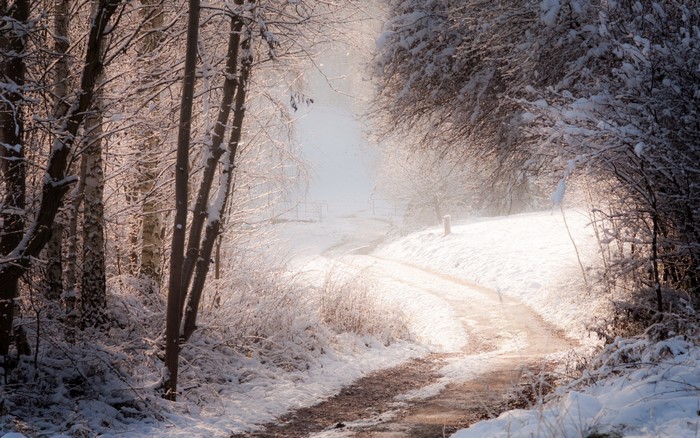 Snowy forest road with trees and sunlight