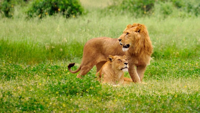 Male and female lions in a grassy field