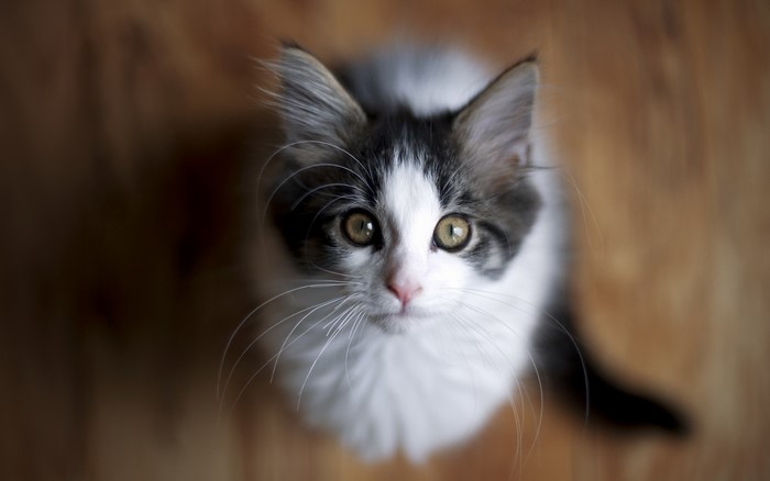 Kitten looking up