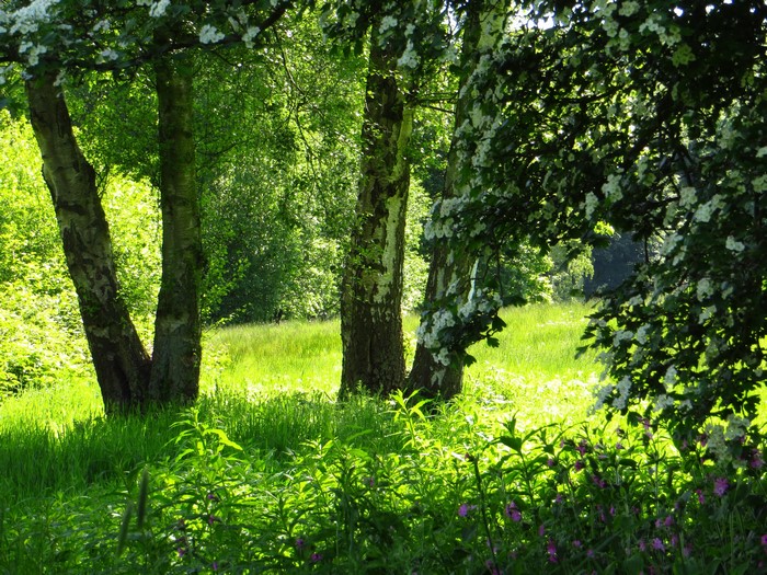 Summer trees and grass in a park